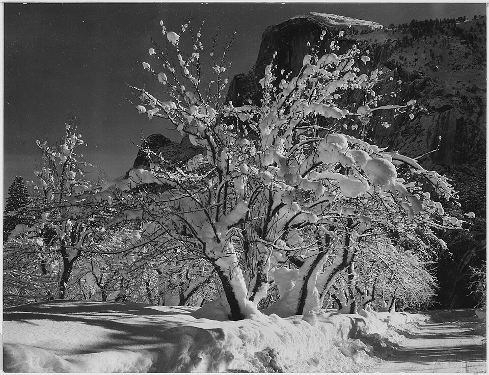 Una fotografía en blanco y negro de Half Dome en Yosemite con manzanos cubiertos de nieve, de Ansel Adams