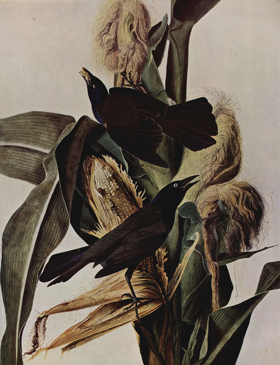 Una ilustración detallada de mirlos posados sobre tallos de maíz por John James Audubon