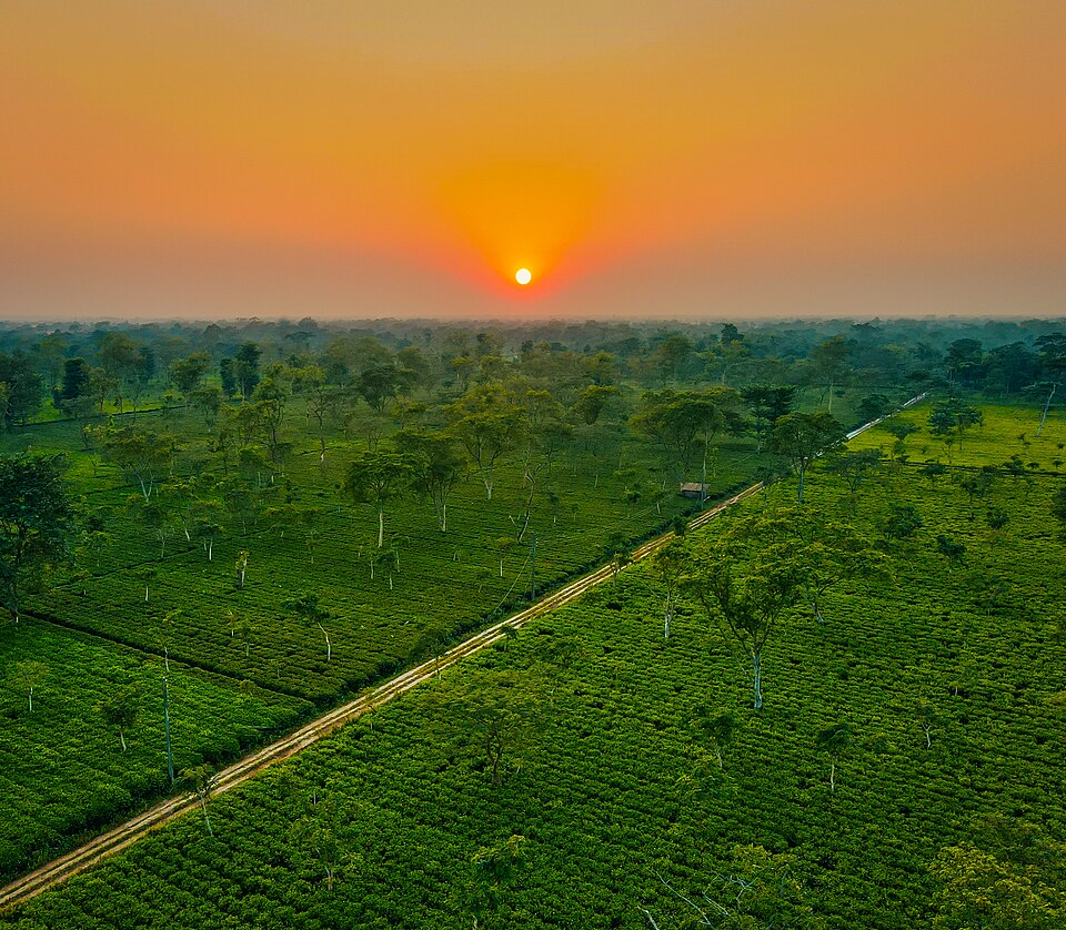 A golden sunset with warm orange and red sky above cool green tea gardens, showing how warm and cool colors create depth in nature