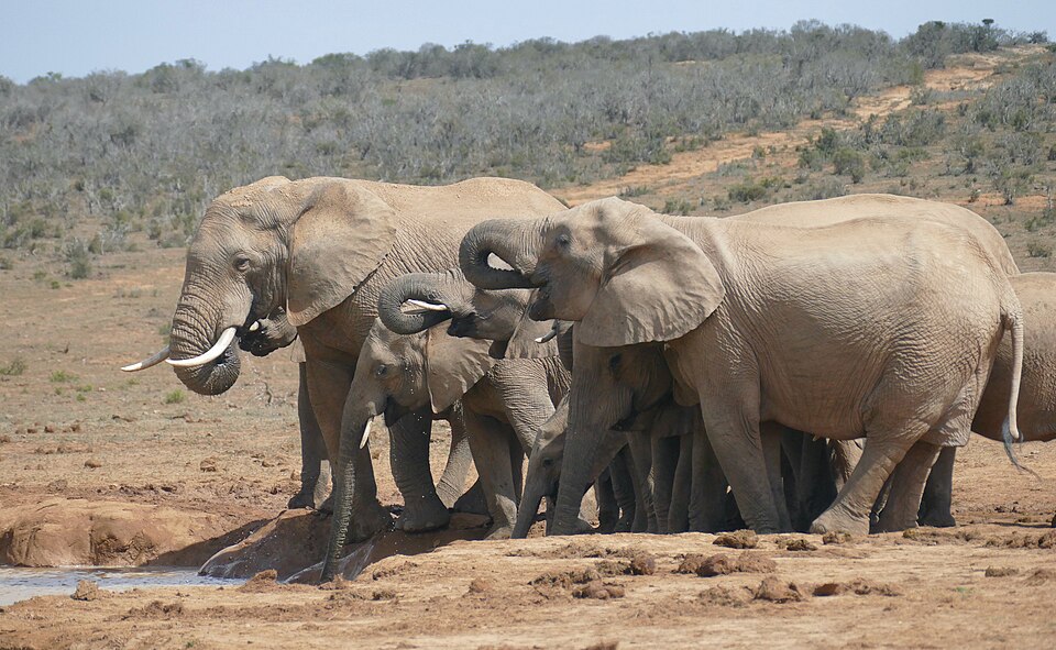 A herd of elephants drinking water on the African savanna