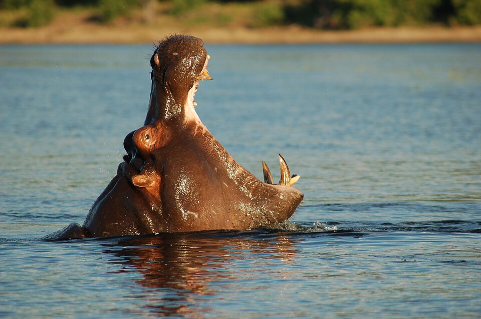 A hippopotamus opening its huge mouth wide in an African river
