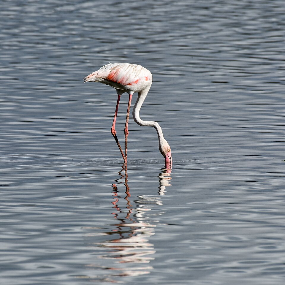 A flamingo feeding in shallow water with its beak dipped below the surface
