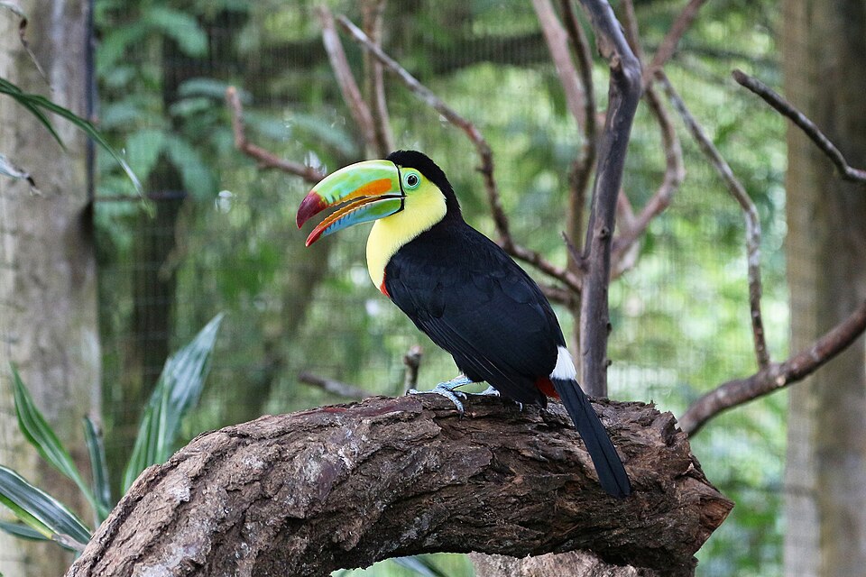 A colorful toucan perched on a branch in the rainforest of Costa Rica