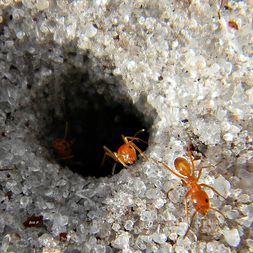 Ants at the entrance to their underground colony nest