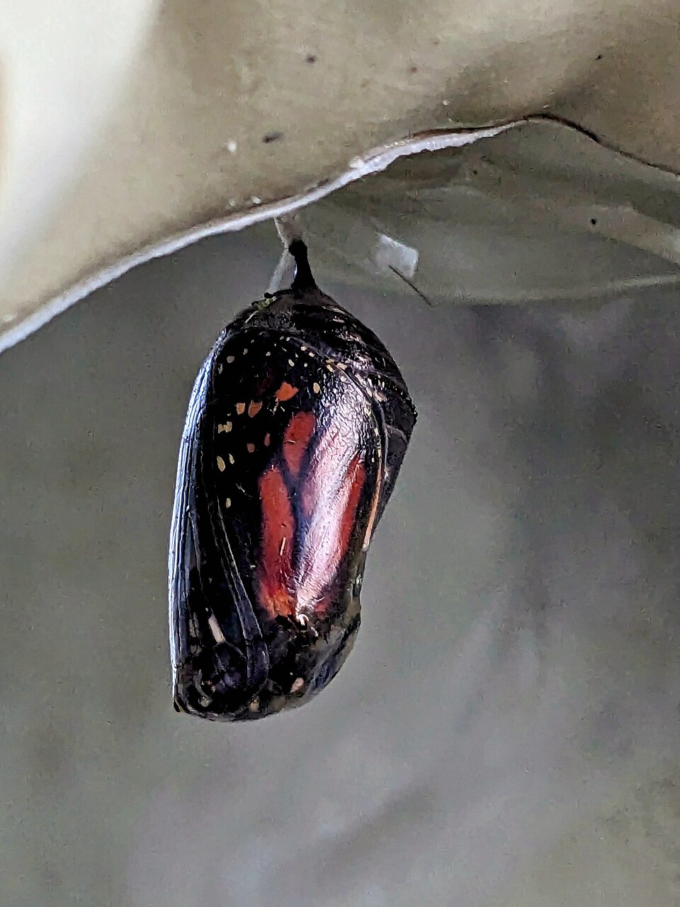 一只帝王蝶蛹，可以看见里面蝴蝶的翅膀