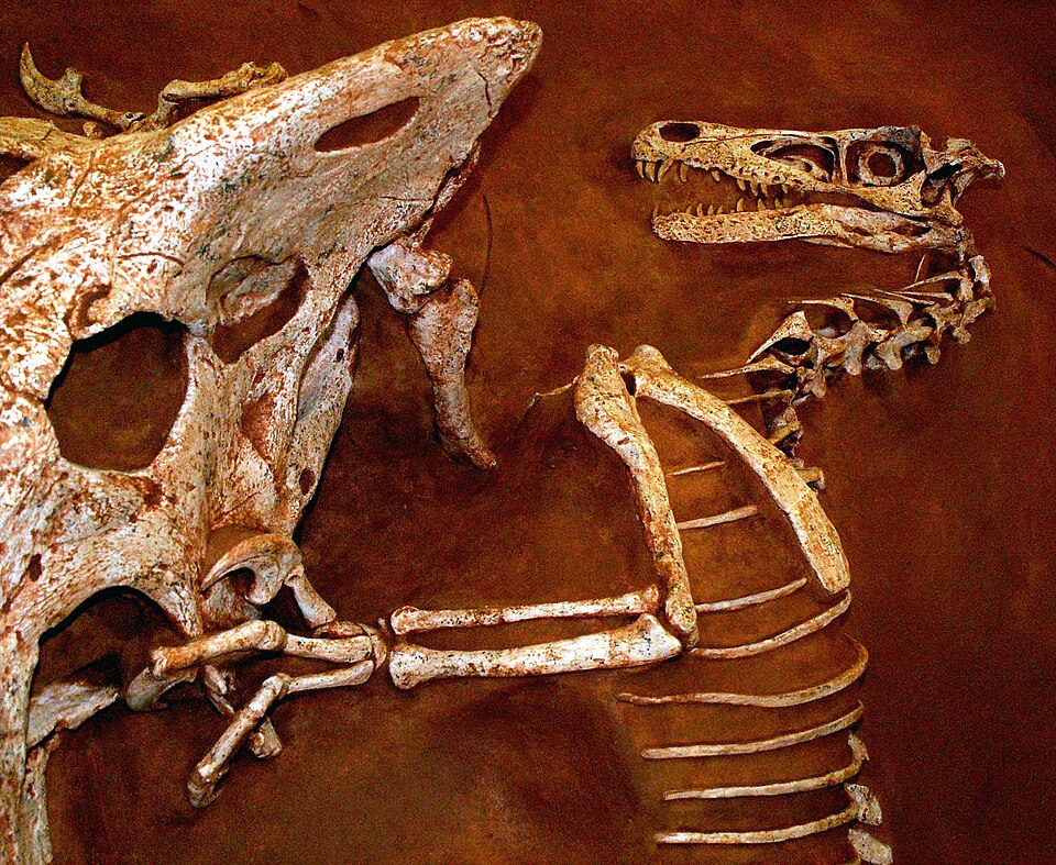 A fossil of a Velociraptor and Protoceratops locked in battle, known as the Fighting Dinosaurs