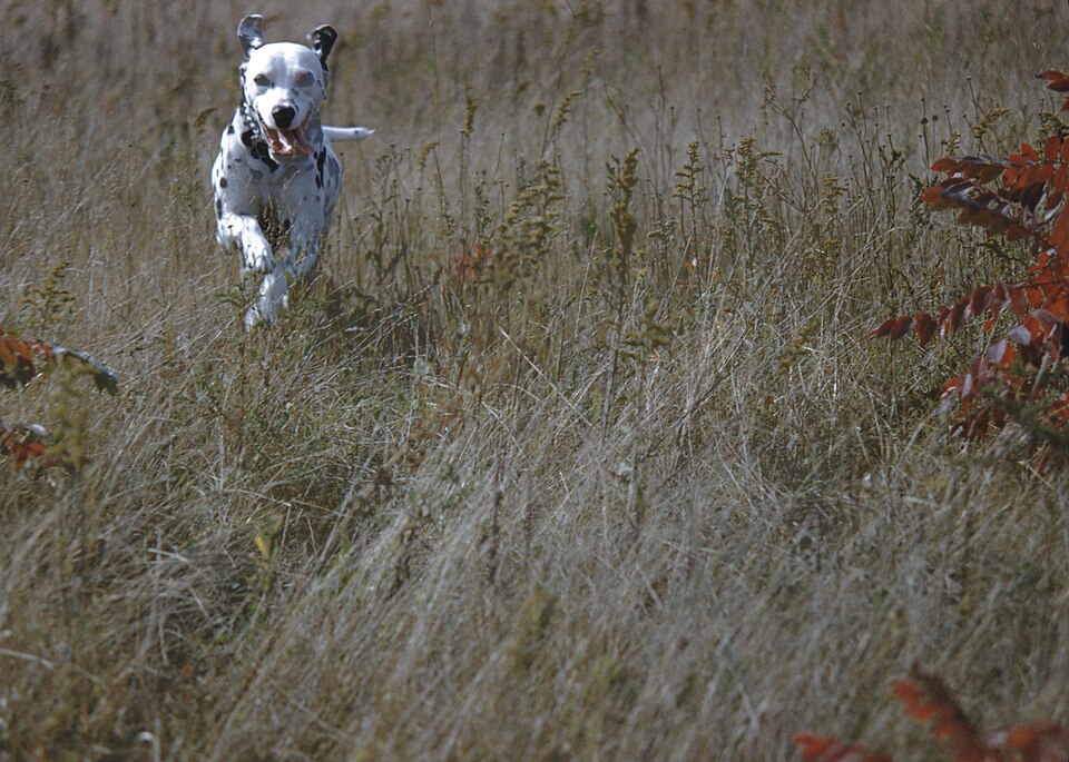 A Dalmatian running through a green field