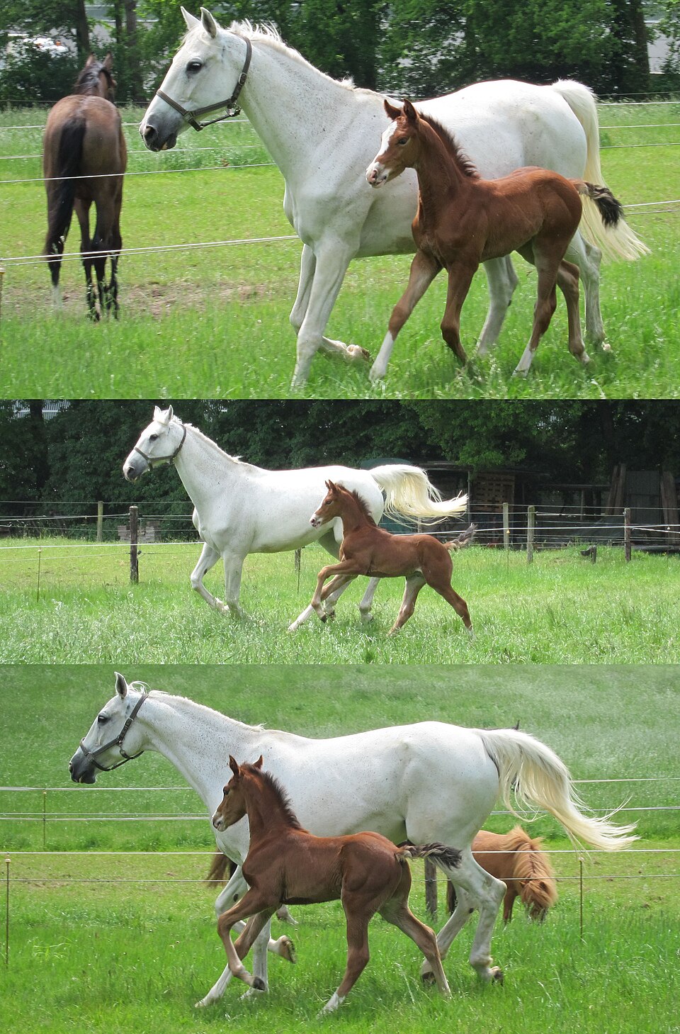 母马和马驹一起在绿色草地上奔跑