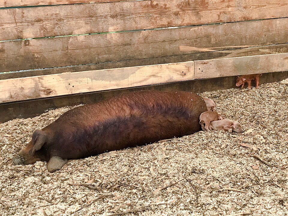 母猪和小猪仔在谷仓里休息