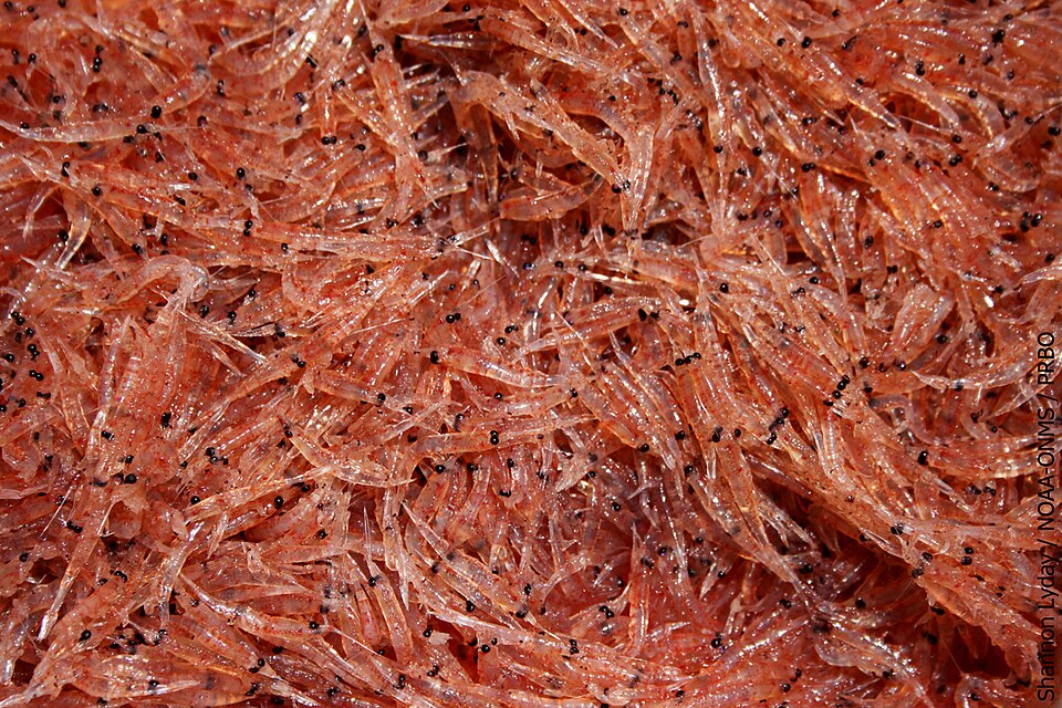 Tiny krill, the small shrimp-like animals that blue whales eat