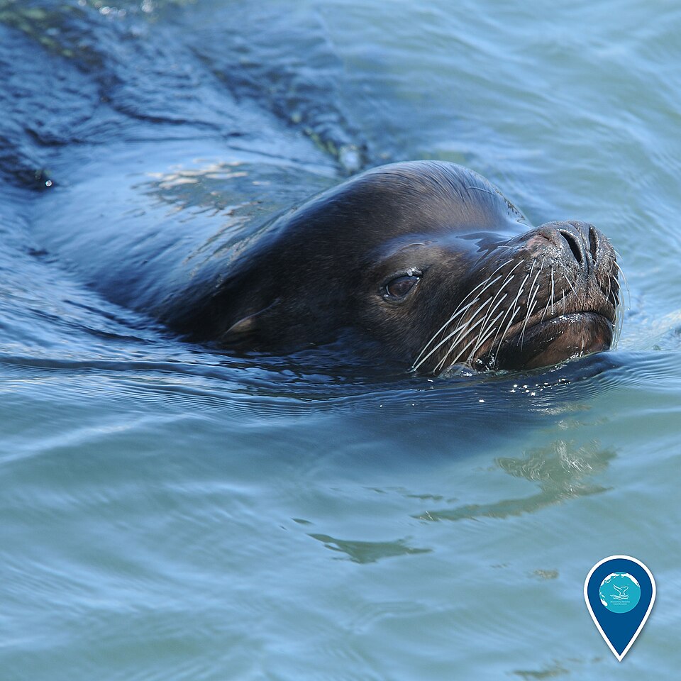 A California sea lion swimming in the ocean