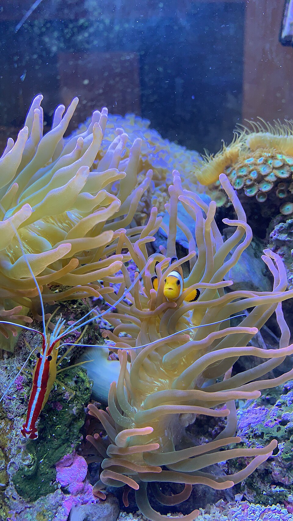 A clownfish peeking out from the tentacles of a sea anemone on a coral reef