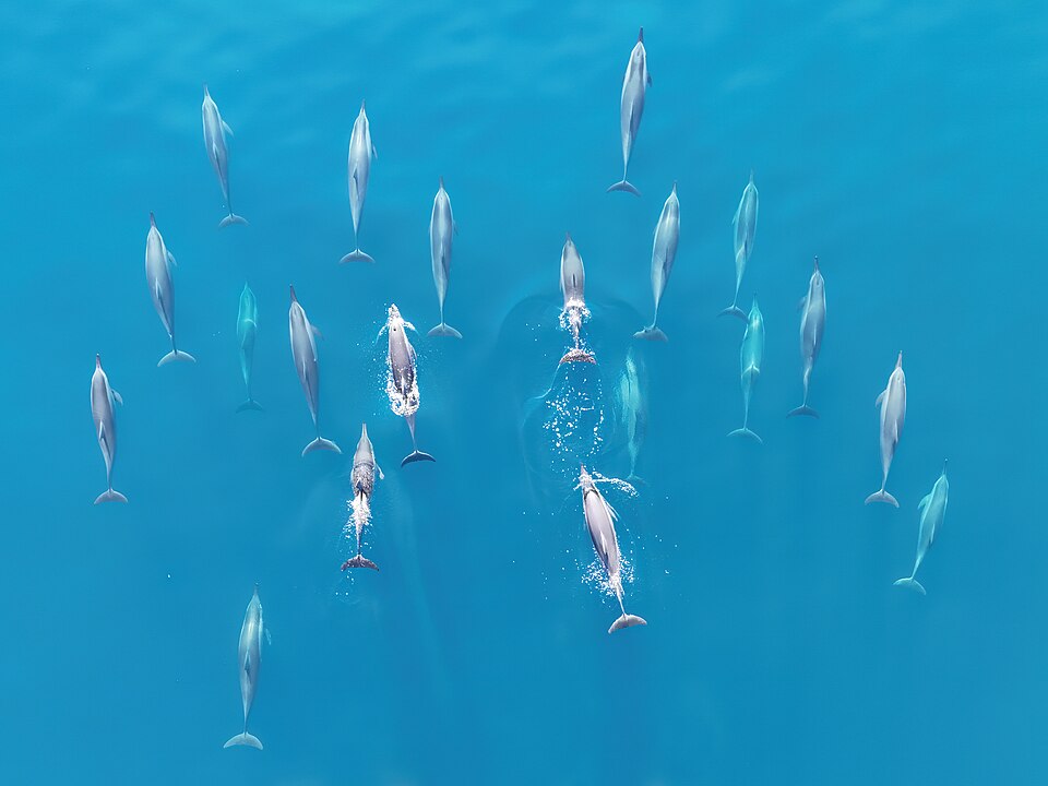A pod of dolphins swimming together in the blue ocean