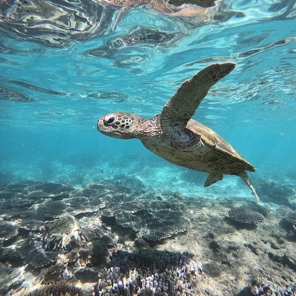A sea turtle swimming over a coral reef in clear blue water