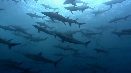 Un grupo de tiburones nadando juntos en el profundo océano azul