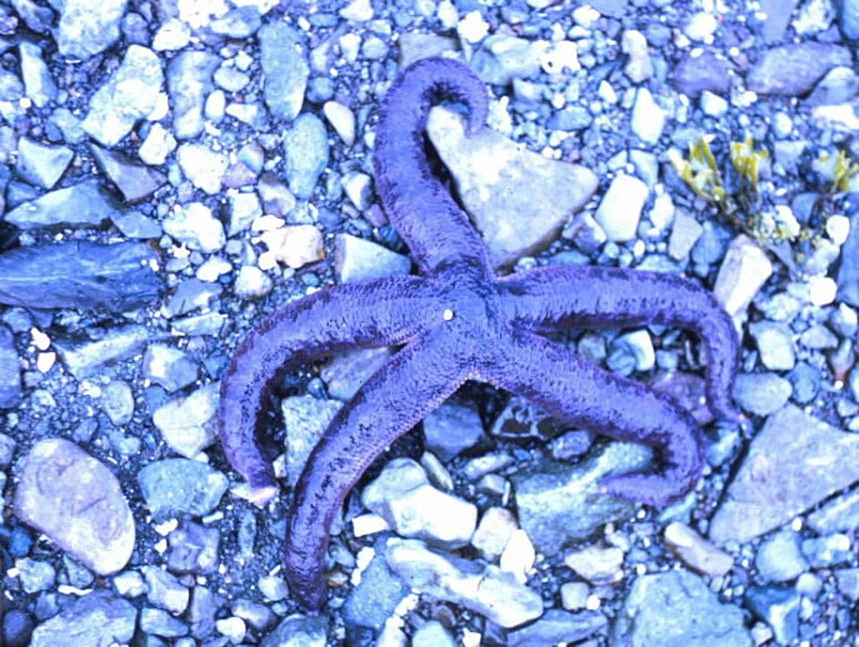 A purple starfish resting on a rocky beach near the ocean