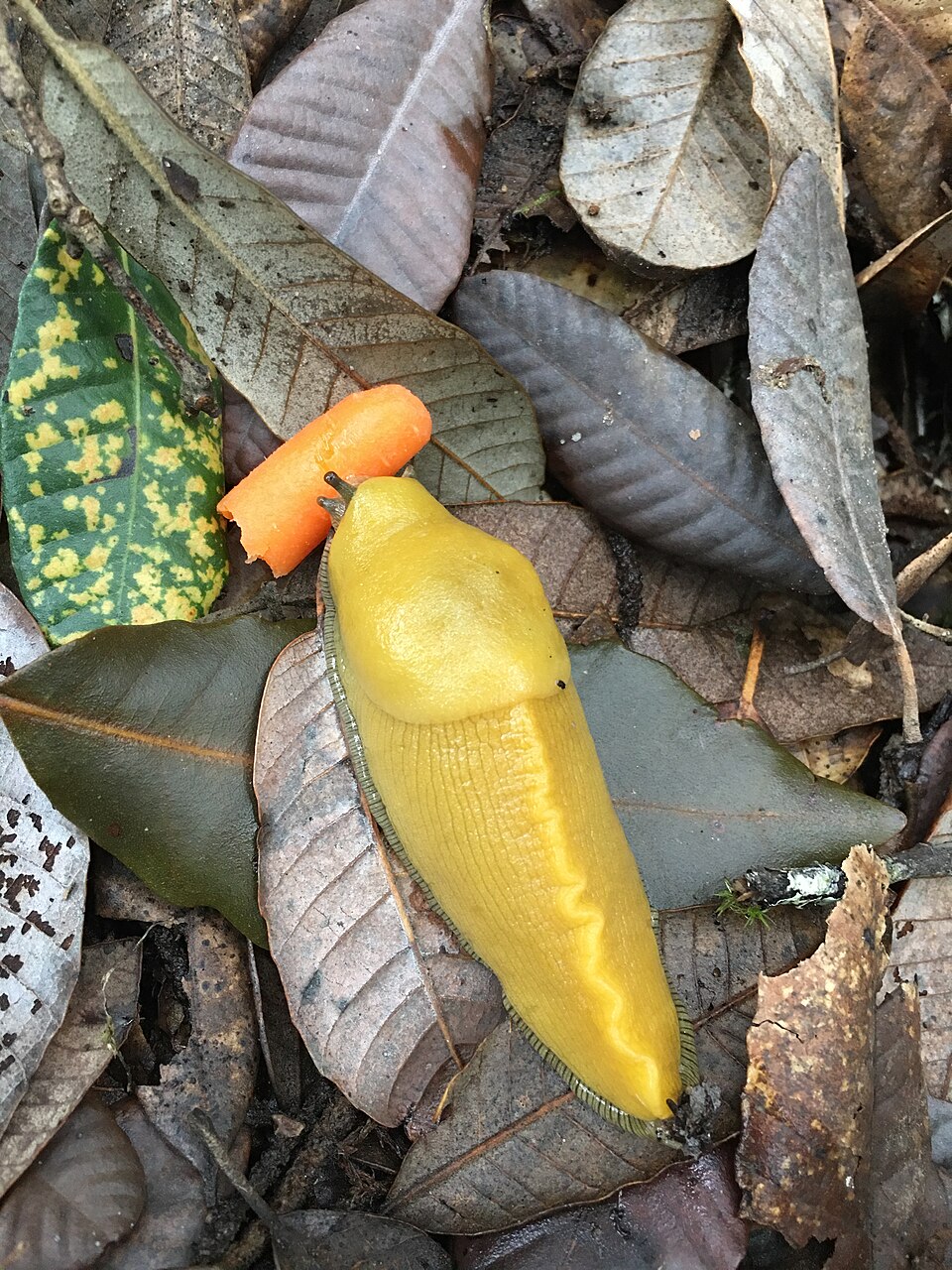 A bright yellow banana slug on the forest floor