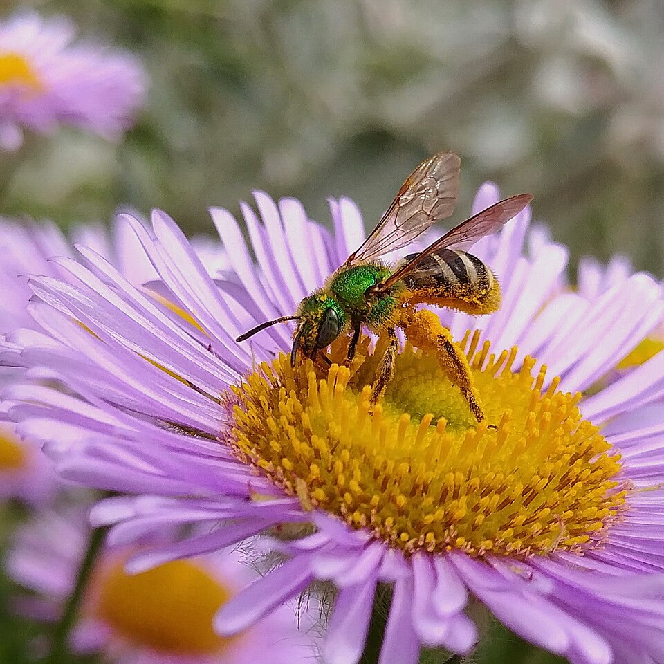 A sweat bee covered in pollen on a daisy flower