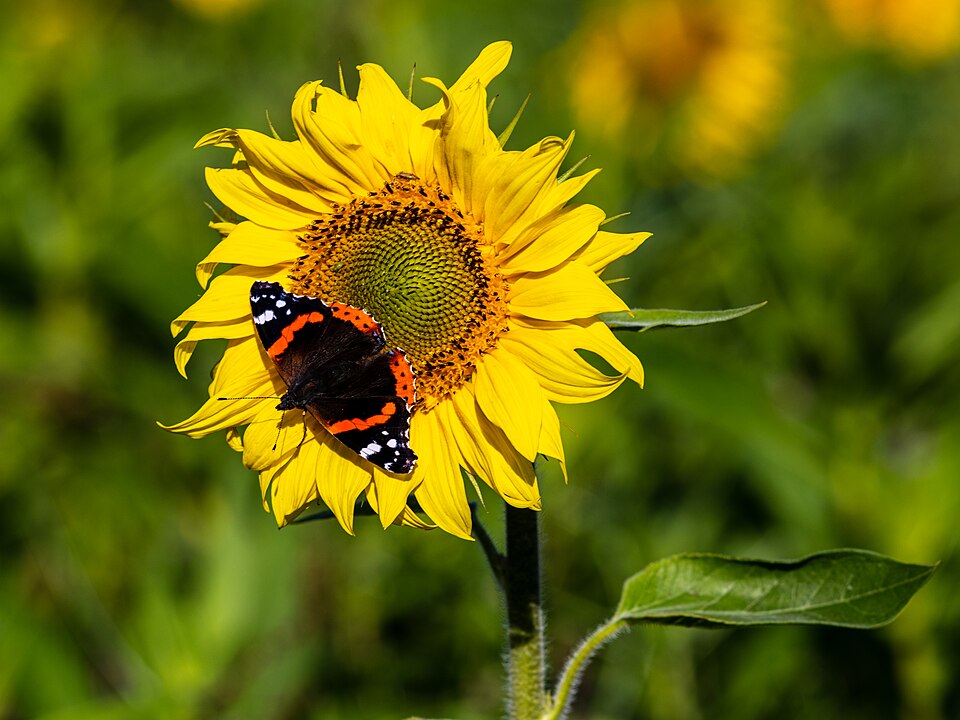 A bright yellow sunflower with a butterfly visiting it in a sunny garden
