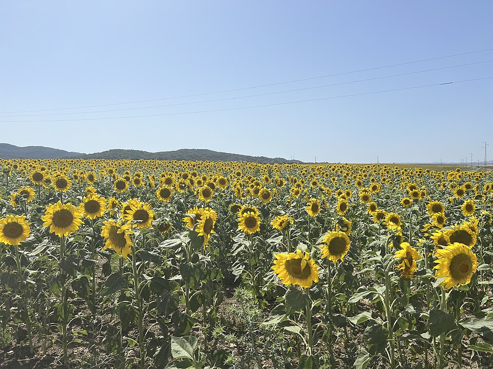 A huge field of bright yellow sunflowers stretching to the hills