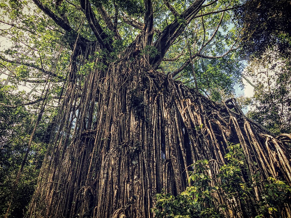 The curtain fig tree in Australia with its long hanging roots forming a wall