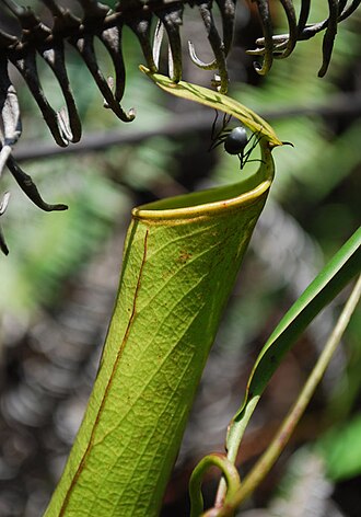 猪笼草杯口的近景，顶部滑溜的边缘旁有一只昆虫