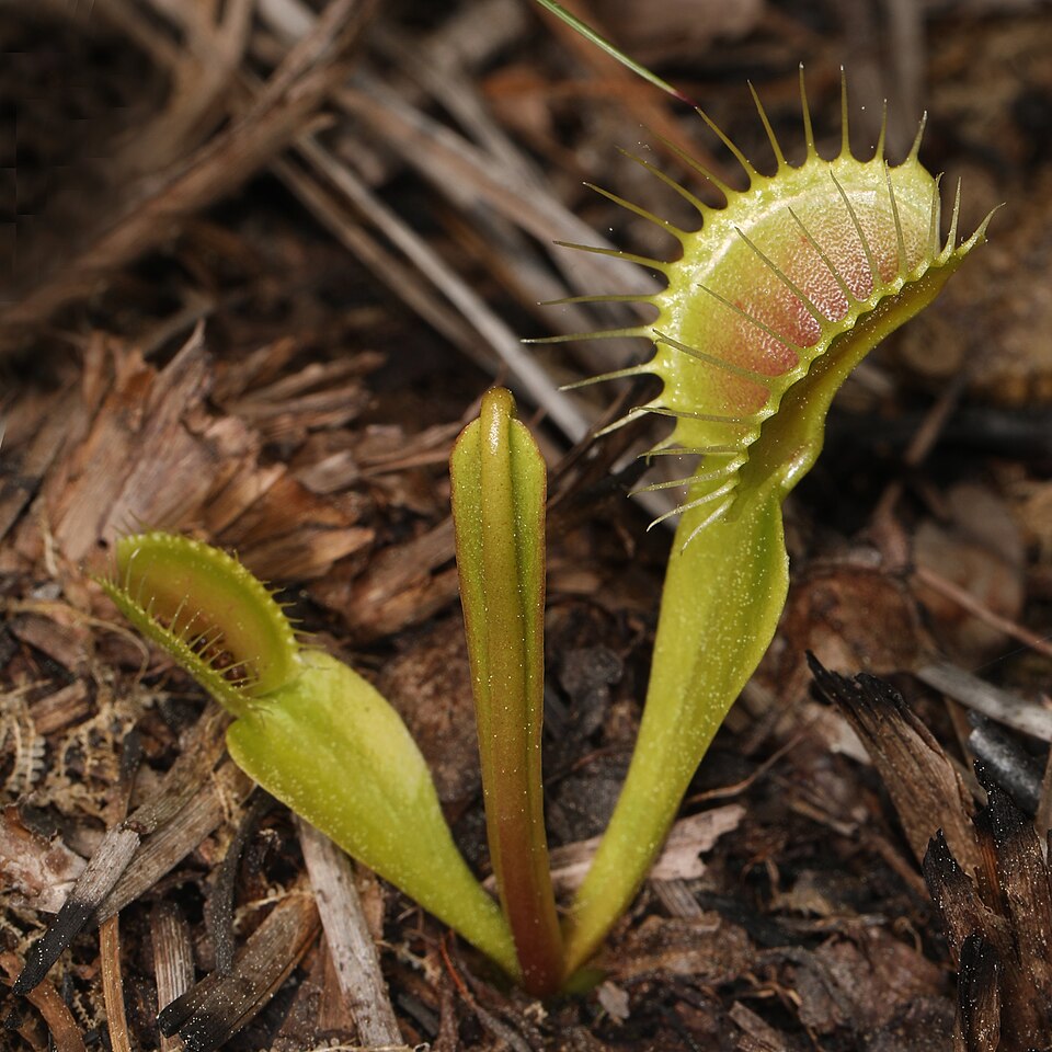 捕蝇草张开的嘴形陷阱，展示边缘的尖刺