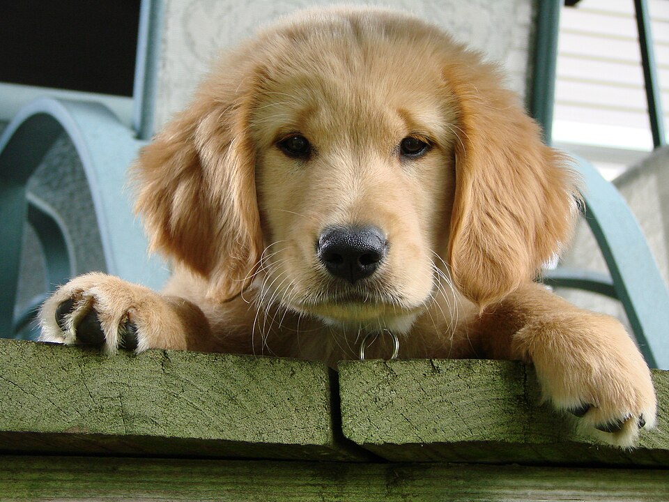 A cute golden retriever puppy resting its paws on a wooden ledge