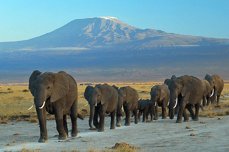 A herd of elephants walking across the African savanna with Mount Kilimanjaro in the background